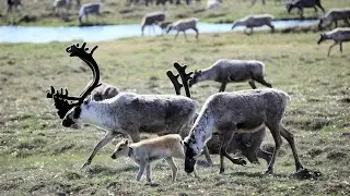 Western Arctic Caribou Herd, long Alaska&rsquo;s biggest, continues its population decline