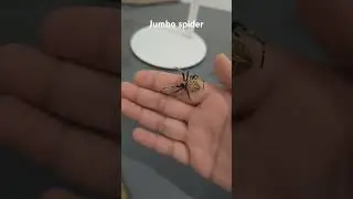 Os!!!!!!!!!! #kadagit #kasapot #insect #spider #gagamba #spiderlove
