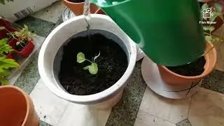 Kuda tomate ho aimanas iha pot.