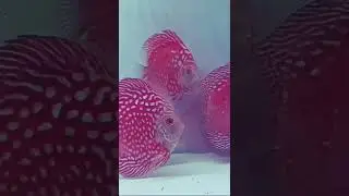 Malaysian imports - Red discus fishes for sale at reasonable  price# discus fishes#Prime Discus