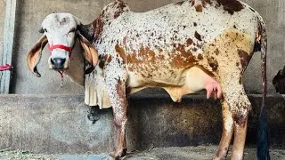 #gir #cow #gujrat #ગીર #ગાય #ગુજરાત 