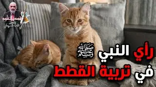 رأي النبي ﷺ في تربية القطط
