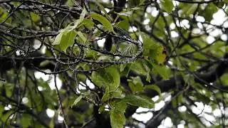 Best Sound therapy - Rain and Birds Relaxing Sounds, Meditation and Sleep Therapy
