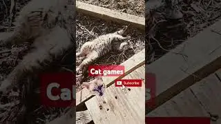 Мой врач солгал #catvideos #cat #catshorts #usethisaudio #csr2chrome #cutecat #memes #adoptcat