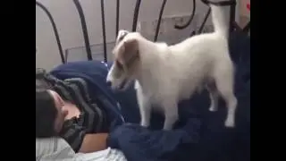 Dog Magic