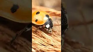 Takeoff Preparation #insects #ladybug