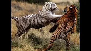 White Tiger Vs Tiger Fighting Video