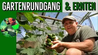 Gartenrundgang | Erntearbeit | Knoblauchernte | Wie entwickeln sich die Tomaten und andere Kulturen.