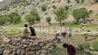 Nomadic life in cold regions: building a four-walled house for goats