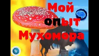 Что мне рассказали мухоморы (мой опыт)