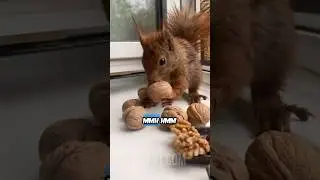 Picky Squirrel Only Accepts Premium Nuts 🐿️🥜