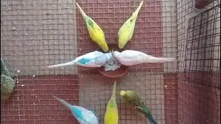  Budgies parrot eating boil rice 🌾🍚@petsduniya18 #budgies #shorts #viral #birds #parrot 