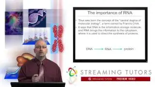 Gene Expression and Protein Synthesis   Transcription, RNA, and the Central Dogma tutorial