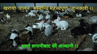 खरायो  पालन   सम्बन्धि महत्त्वपूर्ण  जानकारी ।। Rabbit Farming In Nepal ||