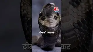 Banke Bihari Mandir Treasure Mystery: 54 साल बाद खजाने में मिले सांप और चांदी के बर्तन #shorts