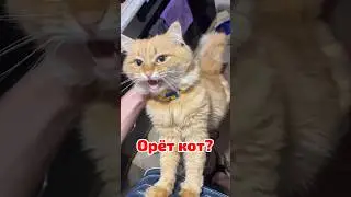 Что делать если кот орет по ночам