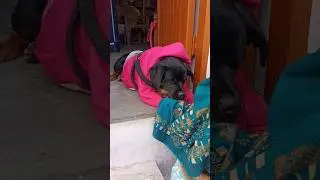 Dog lover🥰🐕#shortvideo #labrador #ytshorts #youtubeshorts #shorts #dog