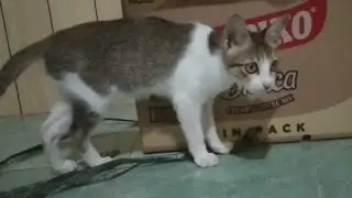 Ash Playing Alone/My Adopted Cat #5