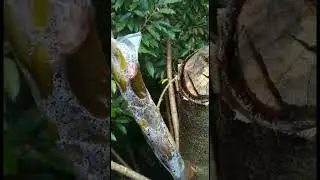 Top Working || Rombak Tanaman Durian