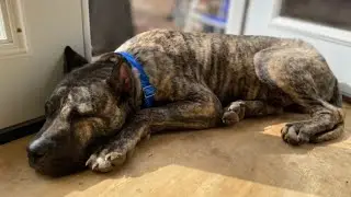 It's official! Ethan finds 'furever' home with Louisville family