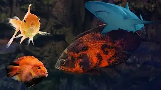 Can Oscar have tank mates? Oscar fish tank mates