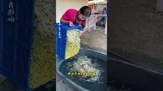 Putting bean sprouts in a sink? This trick really works to keep them fresh! #Science #Knowledge #...
