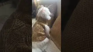 how to make cat clothes #cat clothes ideas #winter cat cloth #easy