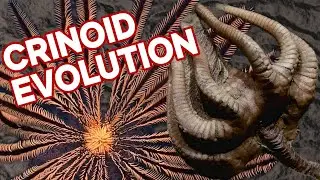 Crinoid Evolution: The Fascinating Journey of Feather Stars and Sea Lilies