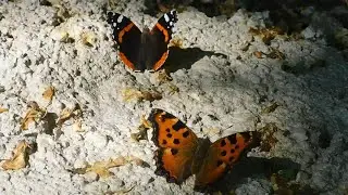 nymphalis polychloros with vanessa atalanta - butterflies of Greece