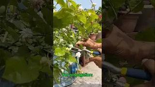 Arabian Jasmine plant care | Arabian Jasmine propagation | Arabian Jasmine flower #shorts #blackpink