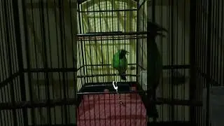 Pancingan cucak ijo cordor #daviddwicanary