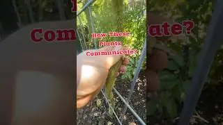 These Plants Communicate! #regenerativeagriculture #mushroom #soilhealth #growyourownfood