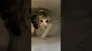 cute kitten british shorthair face  #kittenfunny #cutekitten #catvideos #playingkitten#catlover