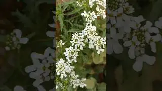 Candytuft flower plant is Blooming #flowers #shorts #beautiful #garden #love