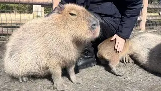 Japanese Capybara🇯🇵Kawaii #capybara #カピバラ