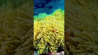 Clownfish Dancing in Colorful Coral Reef 🌊 #Shorts