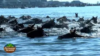 The Outdoors Delmarva 100th Chincoteague Pony Swim Special - Part 2: The Swim