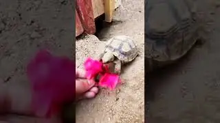 eating rose🌹flower love for tortoise #animals #shorts