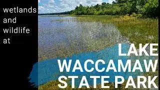 Wetlands and wildlife at Lake Waccamaw State Park ncwetlands
