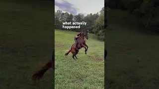 skip the full seats on your next bareback ride #horse #equestrian #funny #funnyanimals #horses