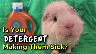 Is Your Laundry Detergent Making Your Guinea Pigs Sick?
