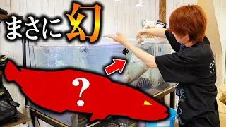 【生きた化石】世界に1種類しかいない「幻の古代魚」を買ってしまった...