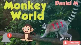 111 - Monkey World. Ape Rescue Centre. Обезьяны как люди и наоборот..
