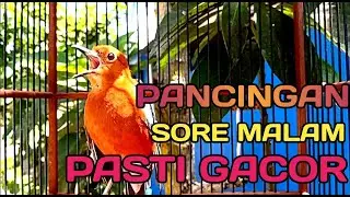 PAGI HARI ANIS MERAH MEMANGGIL LAWAN!! BAGUS BUAT TEMAN ANIS MERAH MACET SENDIRI DIRUMAH PASTI BUNYI