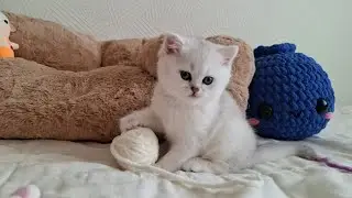 Fluffy White Cloud on Four Paws!
