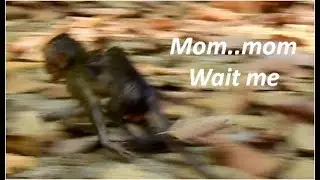 So poor | mom Jane leave behind Janna  many time | Janet help Janna to find mom Jane