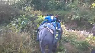 Elephant Safari INDIA