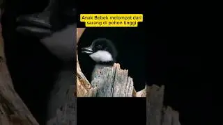 Ducklings jump from nests in tall trees #animals