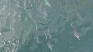 Dolphins off of Padaro Lane