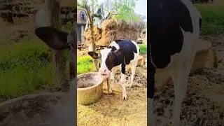 Original Moo sounds of a pure Holstein calf